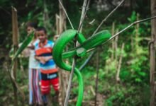 highly venomous snake species